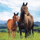 49-teiliges XXL Spar-Set: Pferde & Pony